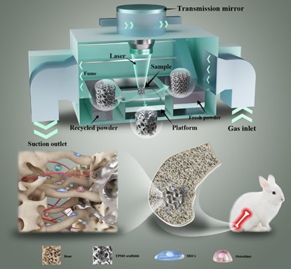 清華、北大、北醫(yī)三院聯(lián)合：高溫氧化處理3D打印鎂合金骨植入物結(jié)構(gòu)優(yōu)化及體內(nèi)外生物降解行為